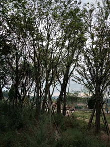 四川精品苗木供應(yīng)商 打造綠色產(chǎn)業(yè)的堅實后盾