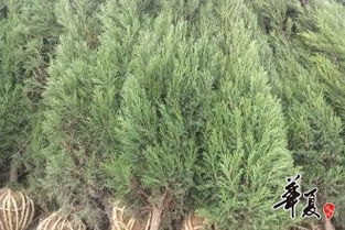 精品苗木推薦 打造優(yōu)美園林與生態(tài)家園的首選