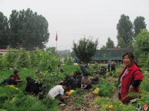 綠化苗木市場概覽 營養(yǎng)袋側(cè)柏作為喬木的選擇與報價分析