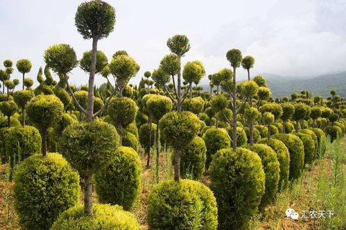 園林苗木生產(chǎn)的三大主流與多個(gè)特色化 你必須了解的行業(yè)格局