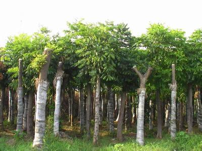 合肥欒樹苗木 品質卓越，市場口碑載道