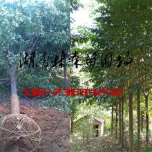 西湖管理區林森苗圃基地 優質苗木供應的綠色寶庫