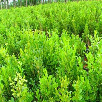 庭院綠化的優秀選擇 瓜子黃楊，四季常青的耐寒綠籬植物